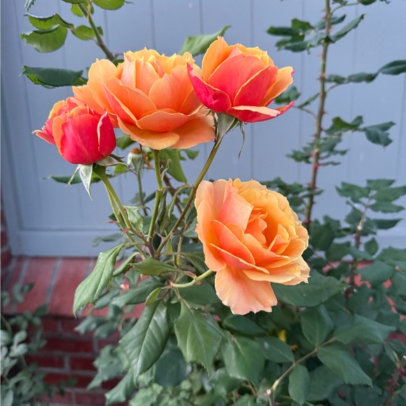 elena_3355